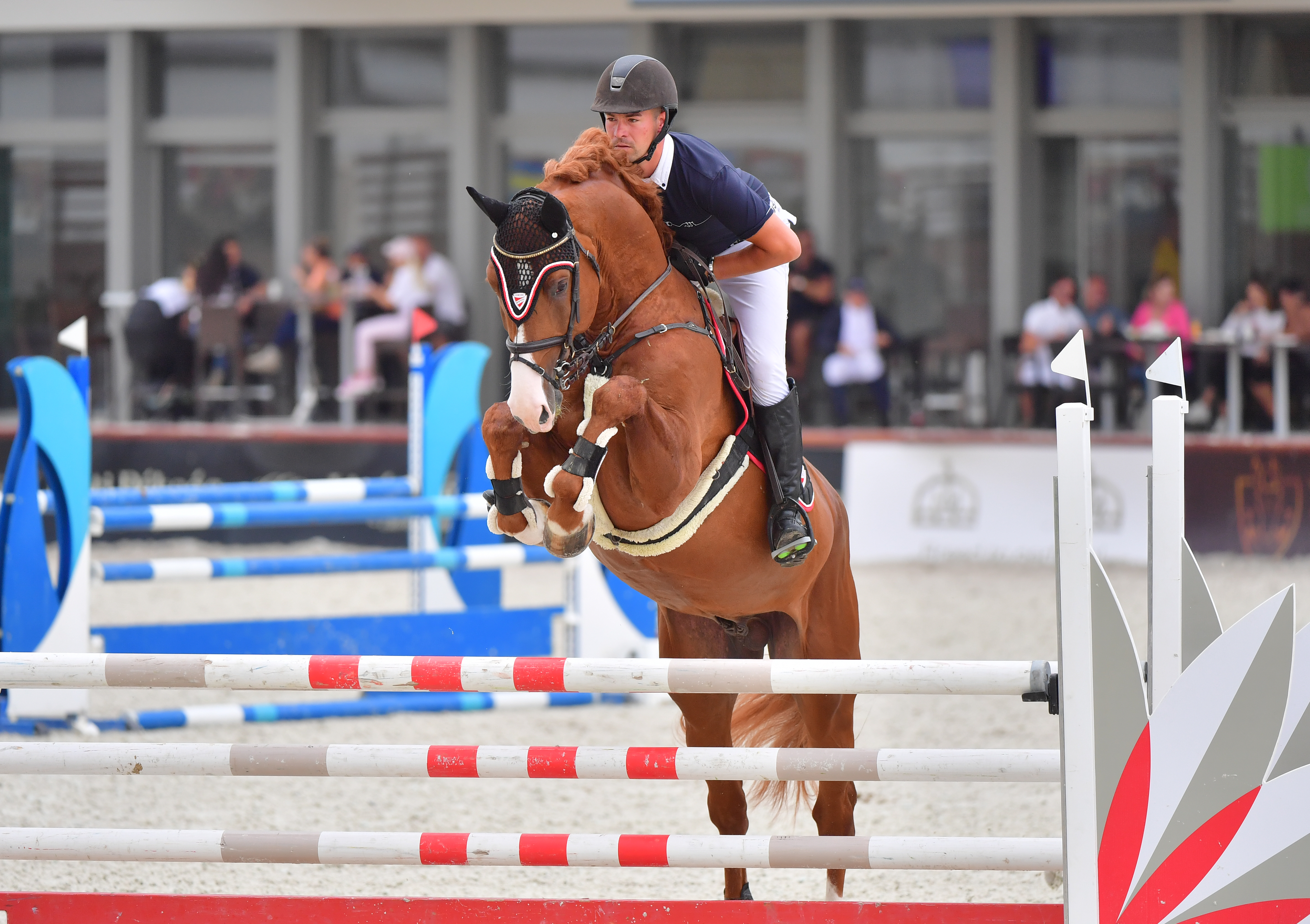 horse
