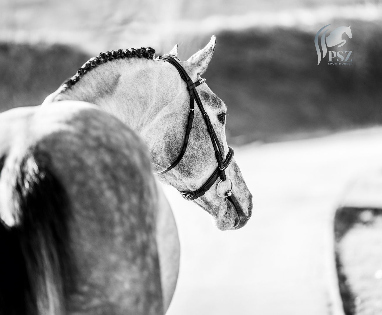 horse